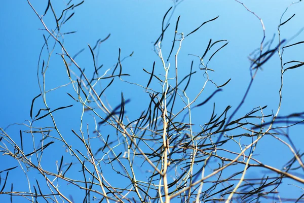 Suchý Strom Větev Modré Obloze Přirozeným Slunečním Svitem Letní Sezóně — Stock fotografie