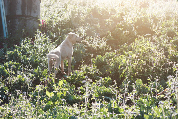 Cute white dog playful with beautiful sunset in grass firlds 
