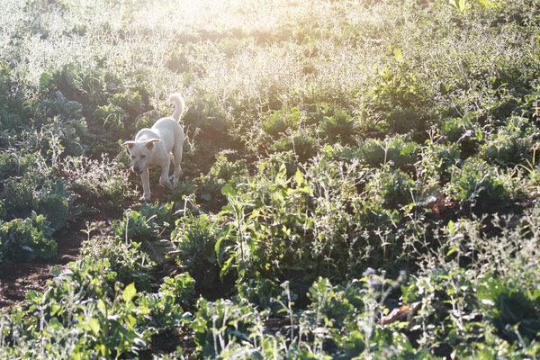 Cute white dog playful with beautiful sunset in grass firlds 