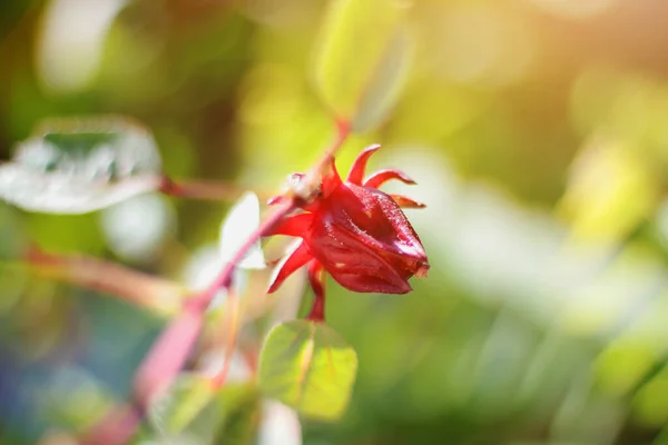 Červená Roselle Květina Přirozeným Slunečním Světlem Zahradě — Stock fotografie