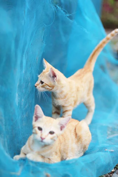 Roztomilé Dvě Orange Kitten Pruhované Kočky Vychutnat Relaxovat Modré Síti — Stock fotografie