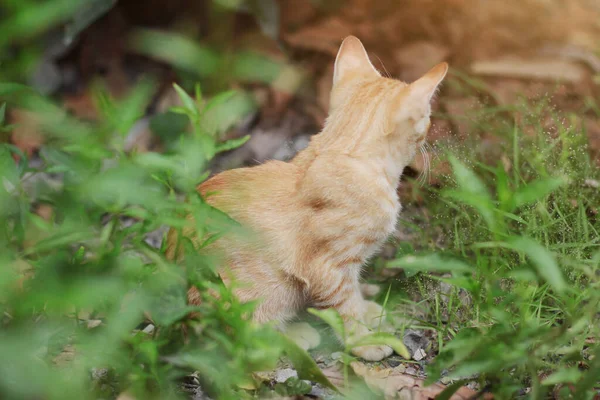 Cute Orange Kitten Striped Cat Enjoy Relax Garden Natural Sunlight — Stock Photo, Image