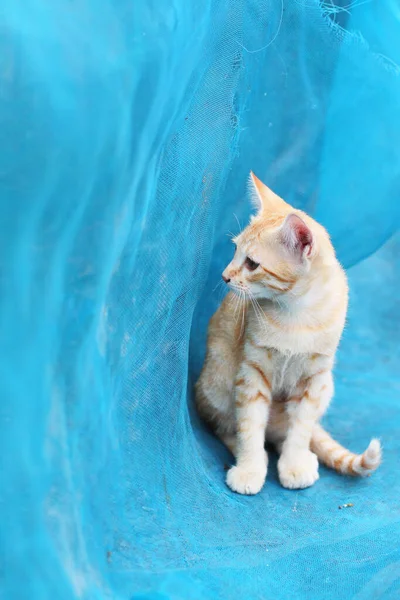 Gatinho Laranja Bonito Listrado Gato Desfrutar Relaxar Rede Azul Jardim — Fotografia de Stock