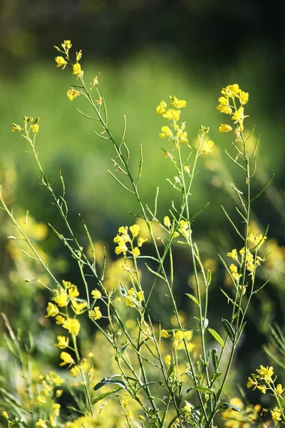 Blütengelb Wildblumen Gras Auf Der Wiese Mit Natürlichem Sonnenlicht — Stockfoto