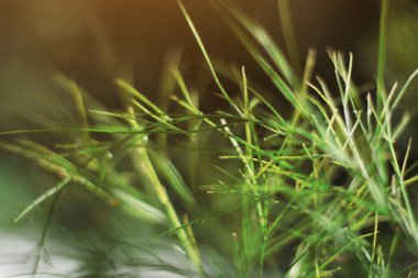 Çimlerin taze yeşilliği güzel güneş ışığı altında.