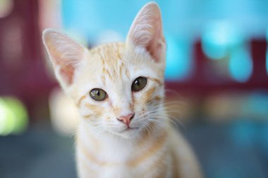 Kedi yavrusu turuncu çizgili kedi, doğal güneş ışığıyla ahşap terasta dinlenir ve eğlenir.
