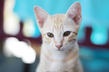 Kedi yavrusu turuncu çizgili kedi, doğal güneş ışığıyla ahşap terasta dinlenir ve eğlenir.
