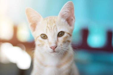 Kedi yavrusu turuncu çizgili kedi, doğal güneş ışığıyla ahşap terasta dinlenir ve eğlenir.