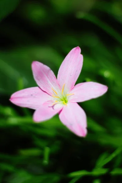 Blossom Zephyranthes Lily Rain Lily Fairy Lily Little Witches Květiny — Stock fotografie