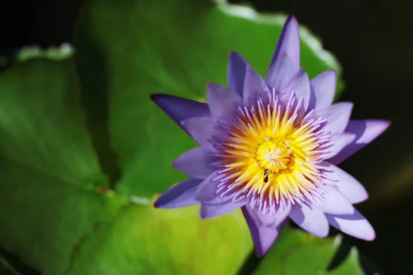 Abejas Flor Púrpura Loto Nenúfares Florecientes Nymphaea Stellata Willd Flotan — Foto de Stock