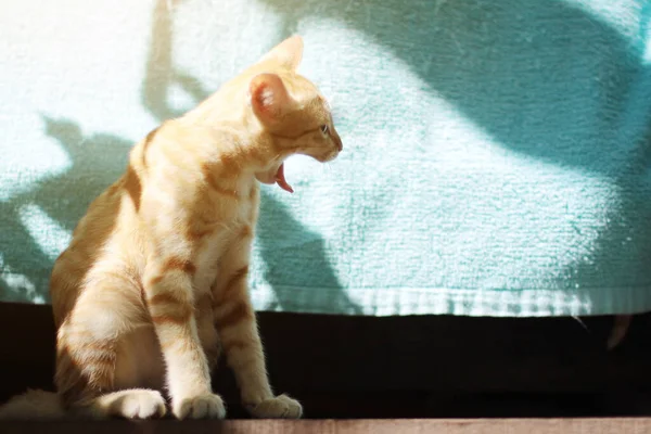 Gatito Naranja Rayas Gato Disfrutar Relajarse Terraza Madera Con Luz —  Fotos de Stock