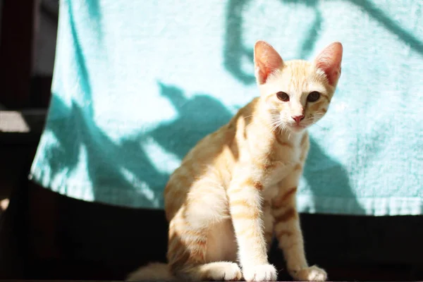 Kucing Bergaris Jingga Muda Menikmati Dan Bersantai Teras Kayu Dengan — Stok Foto