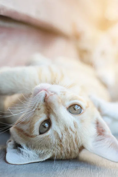 Kot Pomarańczowe Paski Śpi Relaksuje Się Drewnianym Tarasie Naturalnym Światłem — Zdjęcie stockowe
