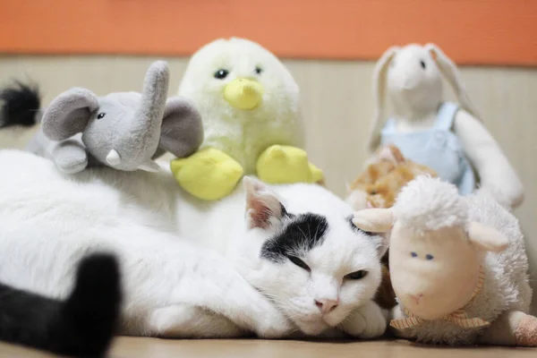 Siyah ve beyaz kedi uyuyor ve doğal güneş ışığıyla ahşap terasta dinleniyor.