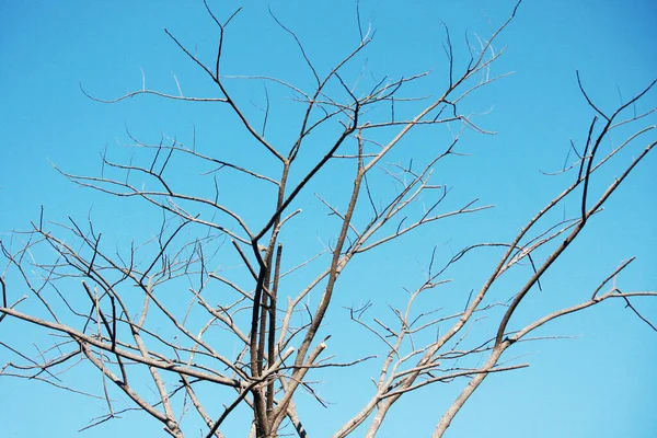 Árvore Seca Ramo Céu Azul Com Luz Solar Natural Temporada — Fotografia de Stock