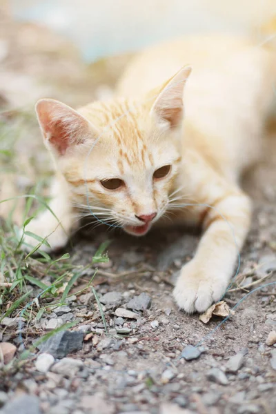 Lindo Naranja Gatito Rayas Gato Disfrutar Relajarse Suelo Suelo Con — Foto de Stock