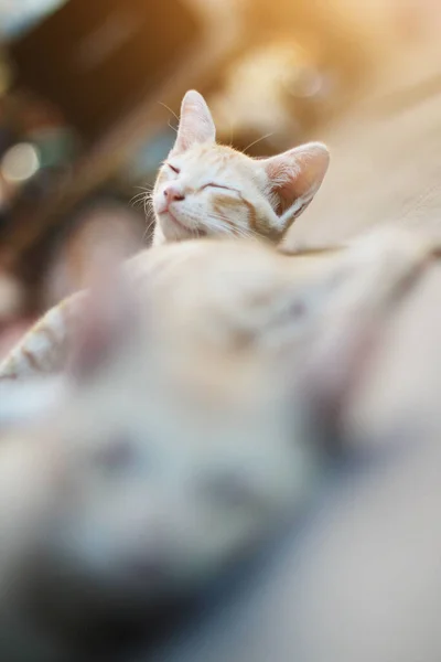 Gatinho Laranja Listrado Gato Dormindo Relaxar Terraço Madeira Com Luz — Fotografia de Stock