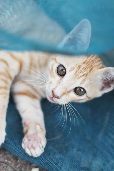 Gatinho Laranja Bonito Listrado Gato Desfrutar Relaxar Rede Azul Jardim — Fotografia de Stock