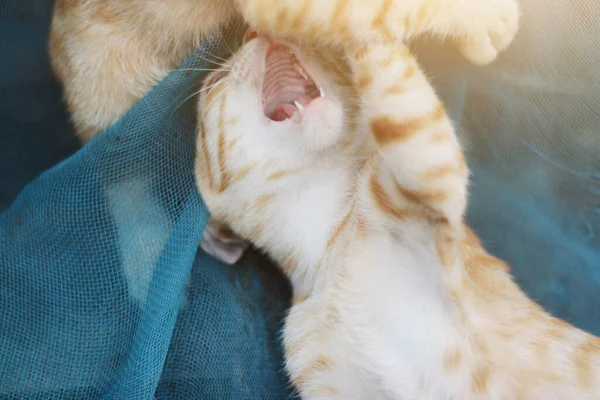 Carino Gatto Strisce Arancione Gattino Godere Rilassarsi Sulla Rete Blu — Foto Stock