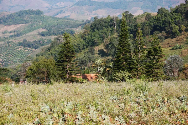 Légi Kilátás Hegyvidéki Virágokkal Eper Farm Dombon Kék Völgyben Hegy — Stock Fotó