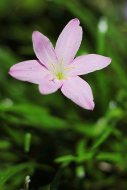 Çiçekli Zephyranthes Lily, Yağmurlu Lily, Peri Lily, Küçük Cadılar çiçekleri tropikal ormanlardaki kır çiçekleridir. 