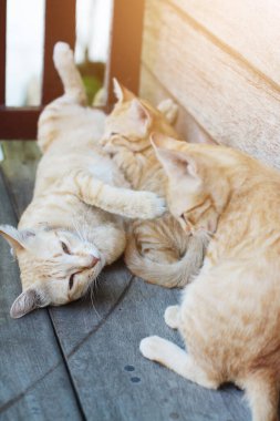 Anne Kedi ve Kedi Yavrusu turuncu çizgili kedi uyuyor ve doğal güneş ışığıyla ahşap terasta dinleniyor.