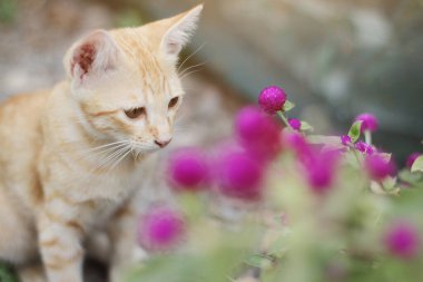 Şirin Portakal çizgili kedi yavrusu. Bahçede doğal güneş ışığı olan Globe Amaranth çiçeklerinin keyfini çıkar ve rahatla. 