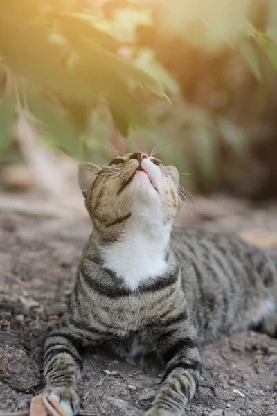 Gato Listrado Cinza Desfrutar Relaxar Chão Solo Jardim Com Luz — Fotografia de Stock