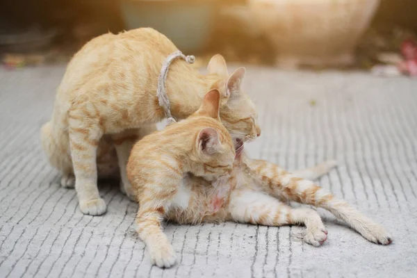 Madre Gatito Naranja Rayas Gato Durmiendo Relajarse Terraza Madera Con — Foto de Stock