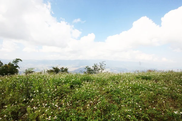 青い空と山に輝く自然光で春には美しい野の花々や草原が咲き誇ります — ストック写真