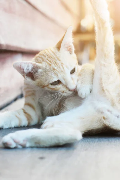 Gatinho Laranja Listrado Gato Dormindo Relaxar Terraço Madeira Com Luz — Fotografia de Stock