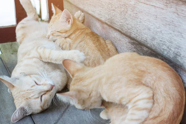 Mãe Gato Gatinho Laranja Listrado Gato Dormindo Relaxar Terraço Madeira — Fotografia de Stock