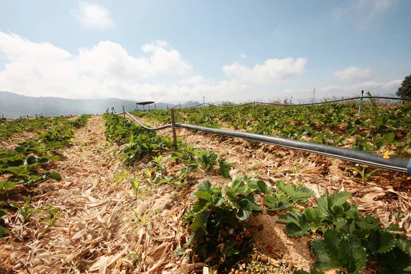 Sistema Suministro Agua Strawberry Farm Vivero Plantas Invernadero Montaña Norte — Foto de Stock