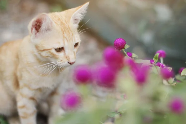 Schattig Oranje Kitten Gestreepte Kat Genieten Ontspannen Met Globe Amaranth — Stockfoto