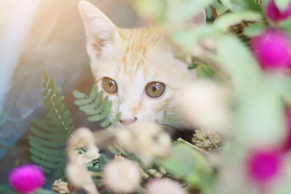 Schattig Oranje Kitten Gestreepte Kat Genieten Ontspannen Met Globe Amaranth — Stockfoto