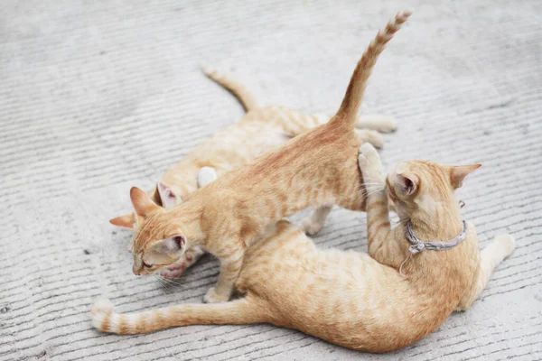 Mãe Gato Gatinho Laranja Listrado Gato Dormindo Relaxar Estrada Concreto — Fotografia de Stock