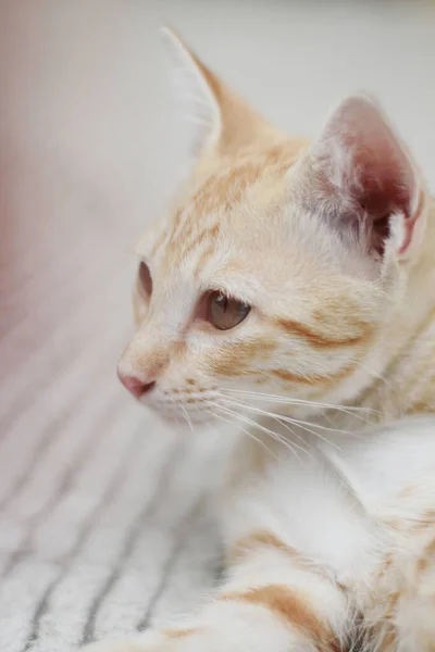 Gatinho Laranja Listrado Gato Dormindo Relaxar Chão Concreto Com Luz — Fotografia de Stock