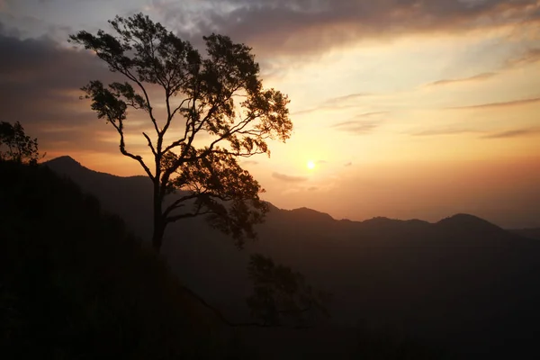 Prachtig Silhouet Alleen Boom Landschap Vallei Van Berg Met Mist — Stockfoto