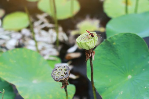 Libélula Talo Sementes Lótus Lagoa Fonte Jardim Tropical — Fotografia de Stock