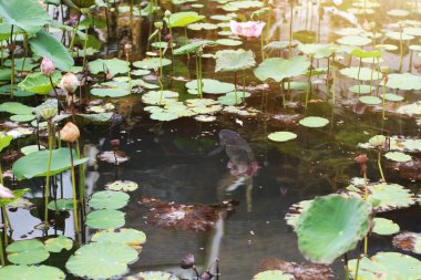 Tropikal nilüfer havuzunda yüzen Mutlu Balık