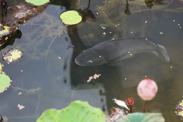 Happy Fish swimming in tropical lotus pond