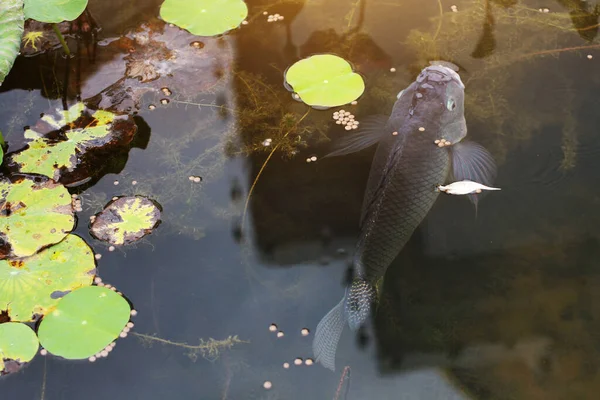 Happy Fish swimming in tropical lotus pond