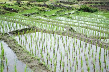 Tayland 'ın Chiangmai Eyaleti' nin kırsalında, sisli dağlarda yeni ekilmiş çeltik pirinç tarlalarının manzarası. Yeşillik, tropikal yağmur mevsimi konseptinde seyahat