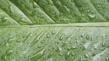 Bahçedeki yağmurdan sonra yeşil yaprağın üzerine taze çiy damlaları düşer.