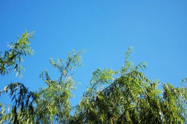 Rüzgardaki taze yeşil bitki Mavi gökyüzünde güneş ışığı altında