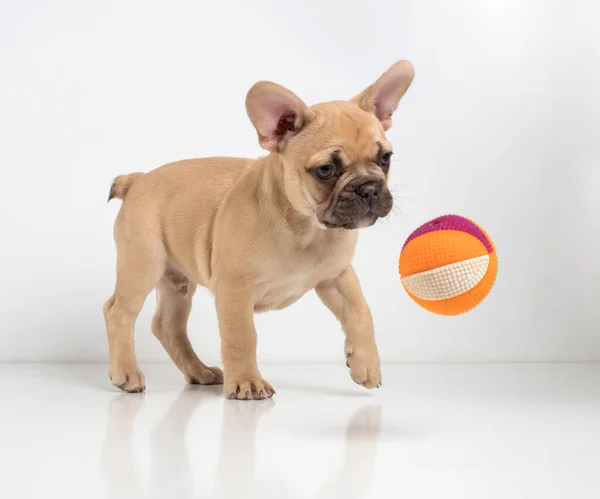 Retrato Cachorro Buldogue Francês Fundo Branco — Fotografia de Stock