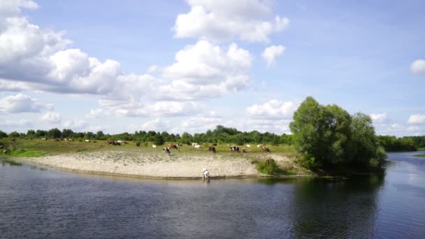 川の近くの牧草地で放牧された牛の群れ 砂浜に沿って歩く 水を飲む — ストック動画