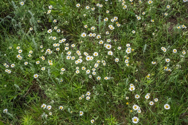 Viele Weiße Gänseblümchen Auf Dem Feld — Stockfoto