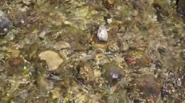 Dağ nehrindeki saf temiz su çakıl yatağı boyunca akar..