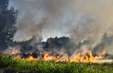 Çimenler çayırda yanıyor. Ekolojik felaket. Ateş ve duman tüm yaşamı yok eder..